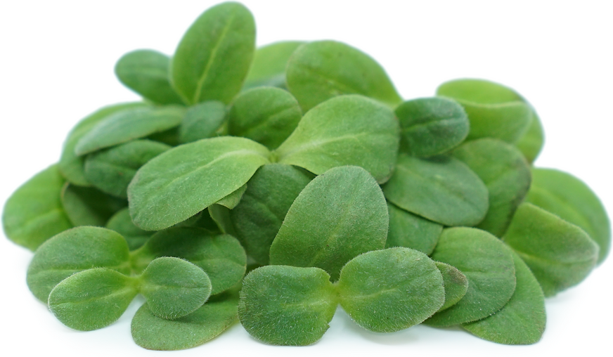 Micro Thyme Information and Facts