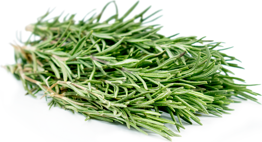 Rosemary Information and Facts