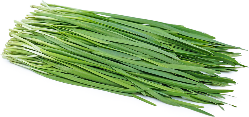 Garlic Chives Information And Facts