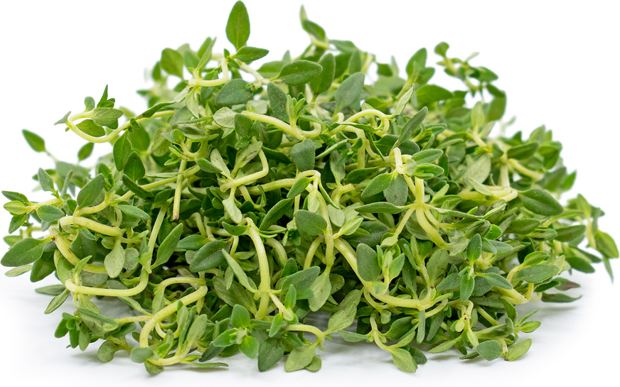 Lemon Thyme Information and Facts