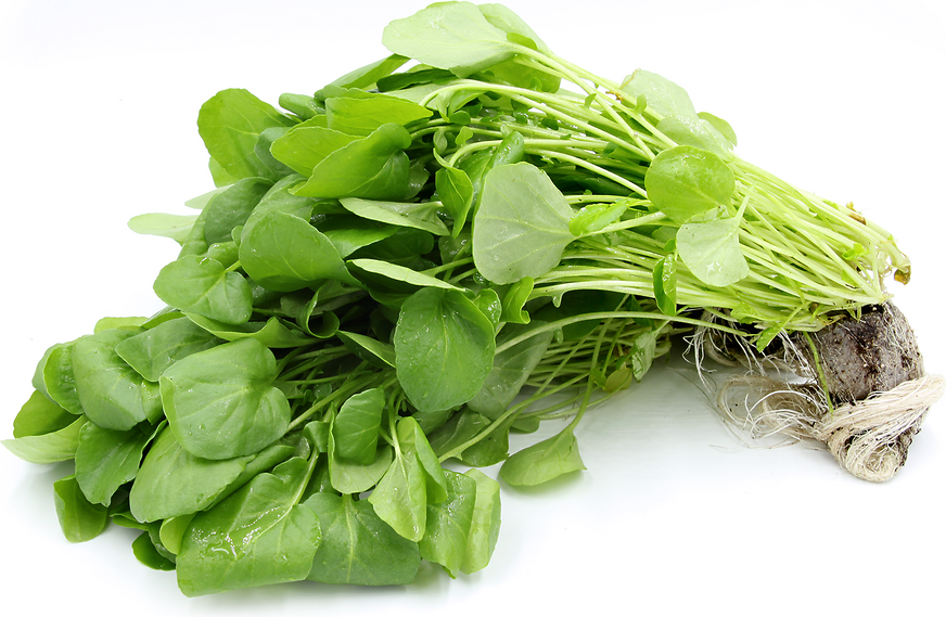 hydro-watercress-information-recipes-and-facts