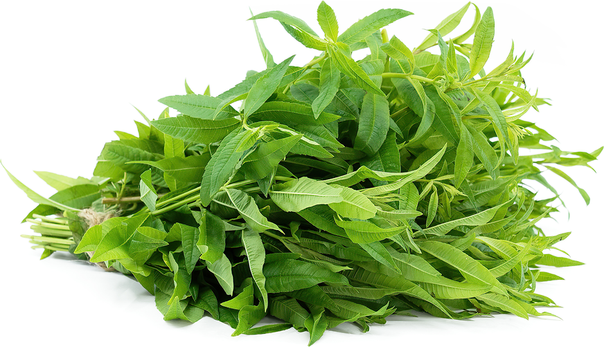 Lemon Verbena Information and Facts