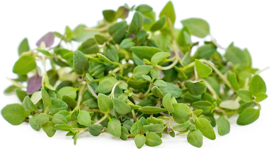 Micro Thyme Information and Facts