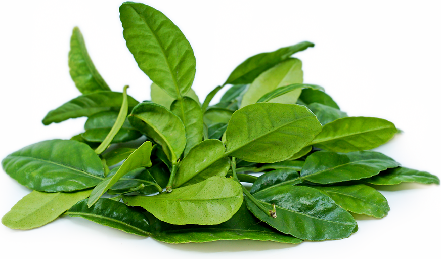 Kaffir Lime Leaves Information And Facts