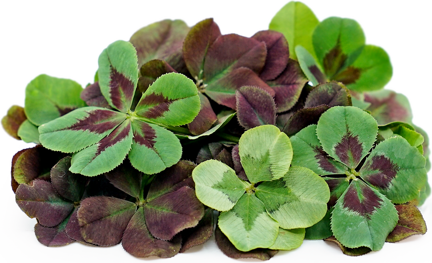 Facts about Four-leaf Clovers