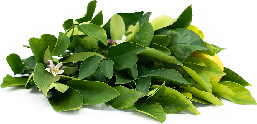 Lemon Leaves Information and Facts