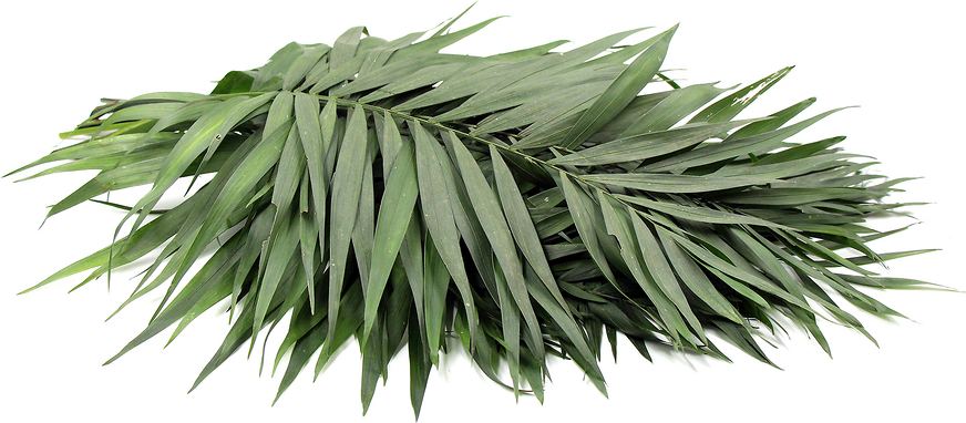 palm-leaves-information-recipes-and-facts