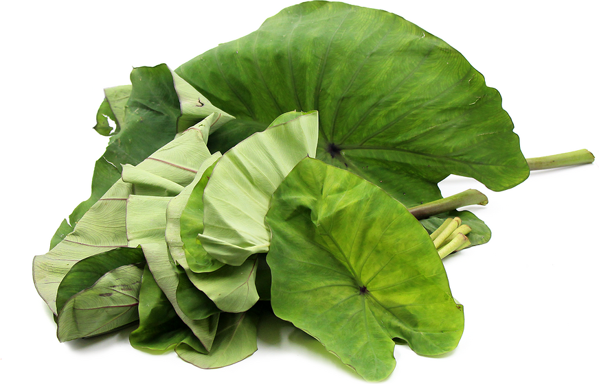 show original title Details about   Art Plant Leaf Plant Taro in Pot with very beautiful leaves 