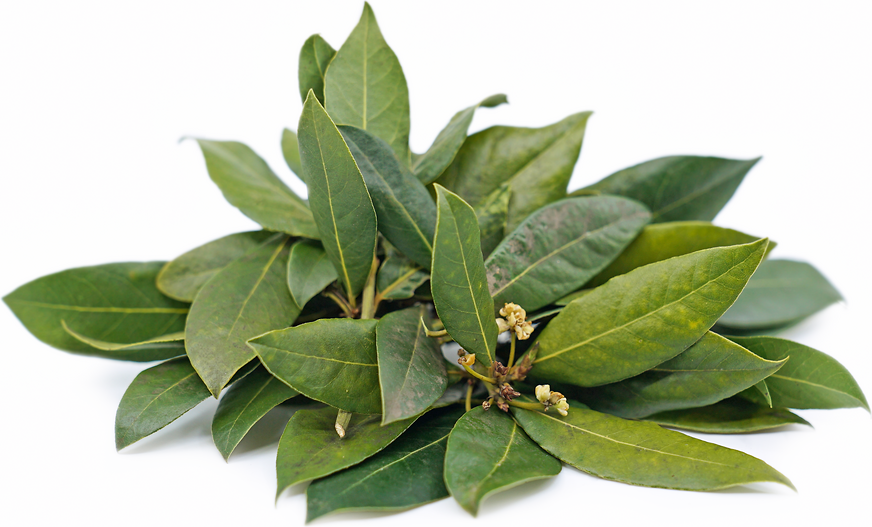 are bay leaves toxic to dogs and cats