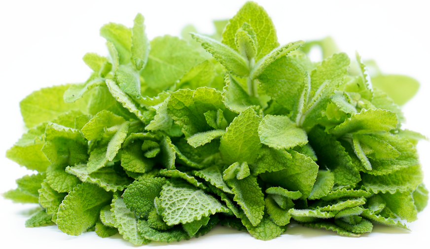 Apple Mint Information and Facts