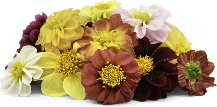 Dahlia Flowers Information, Recipes and Facts