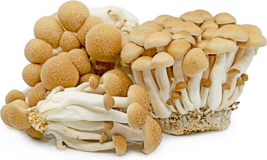 Brown Hon Shimeji Mushrooms Information and Facts