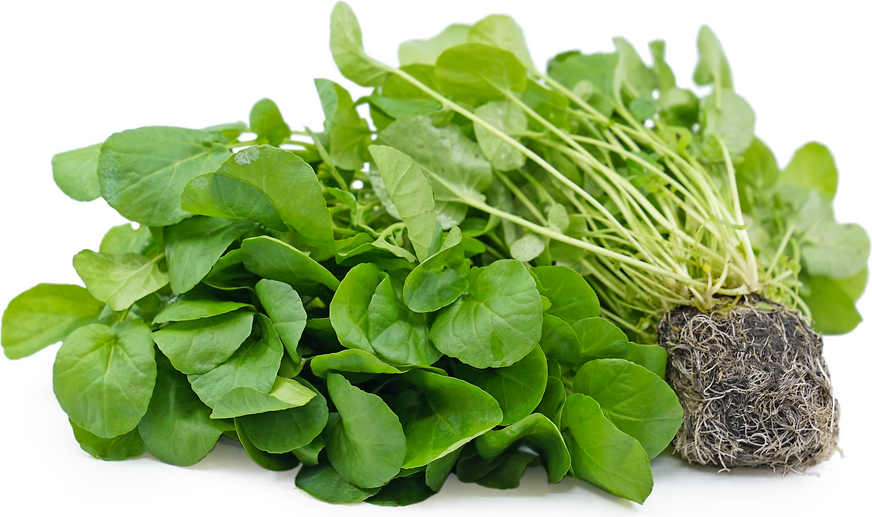 Creasy Greens (Upland Cress, Winter Cress)