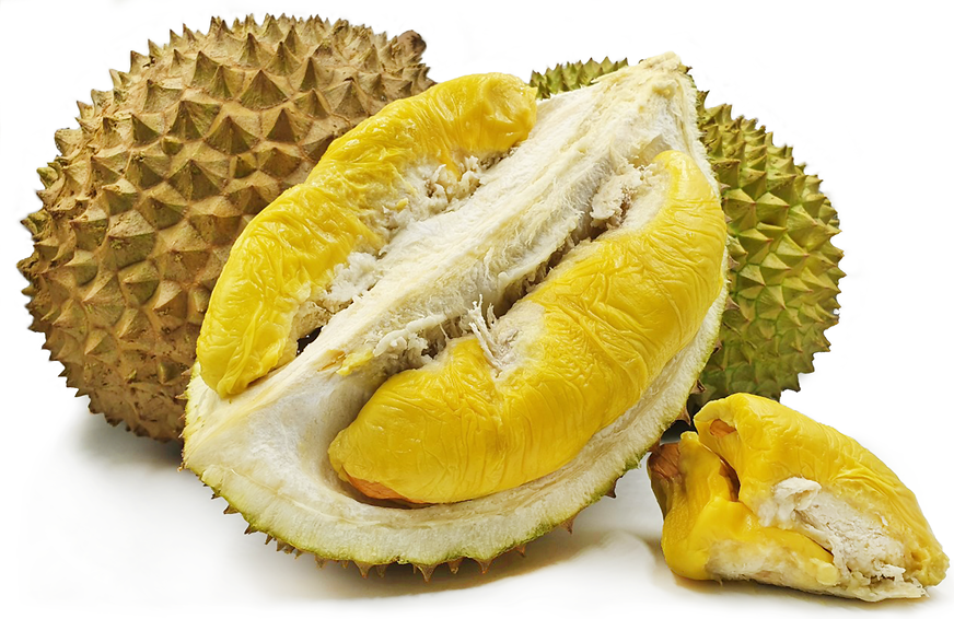 Durian king isi musang Kebun Durian