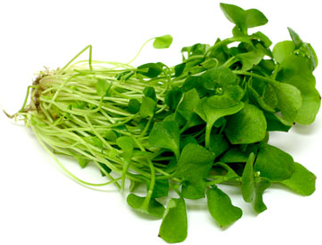 Winter Purslane (Miners Lettuce) and Mache (Corn Salad