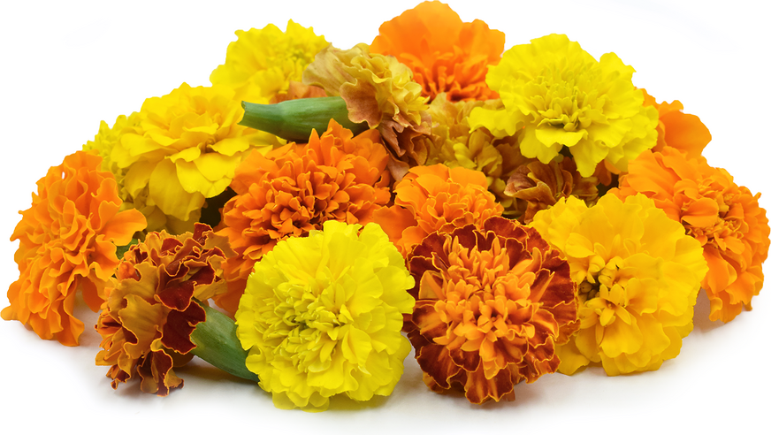 Marigold Flowers Information, Recipes and Facts