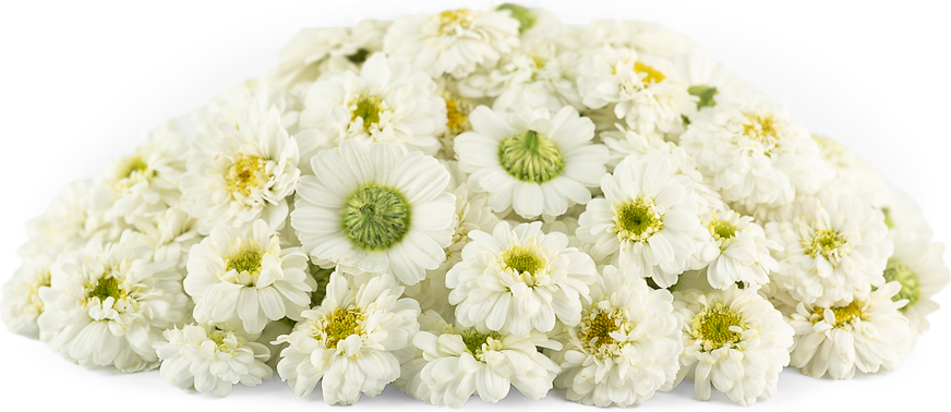 Chrysanthemum Small Wonder (Mum, Button Style Chrysanthemum)