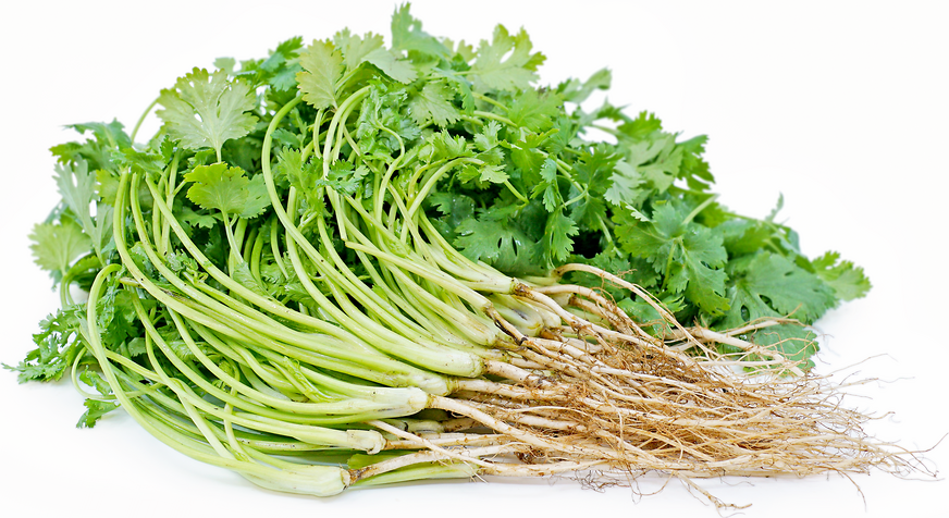 Cilantro Roots Information and Facts