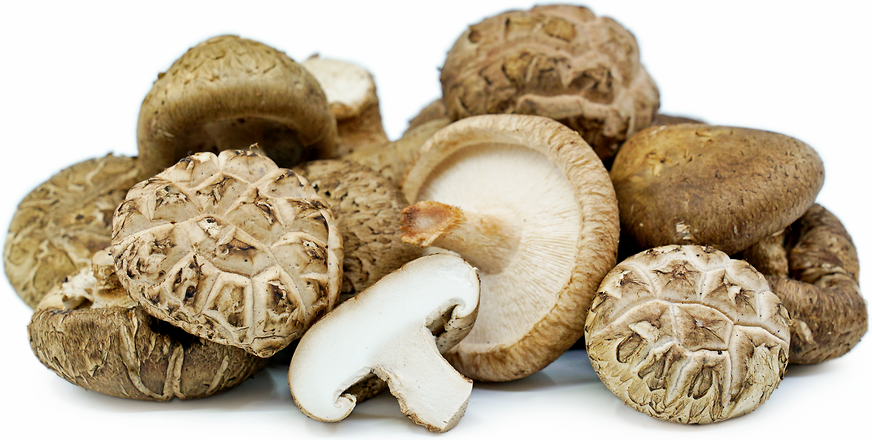 Shiitake Mushrooms, Fresh Minnesota Mushrooms