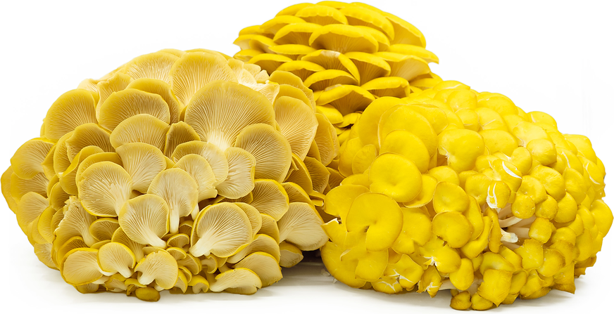 Golden Oyster Mushrooms Information and Facts