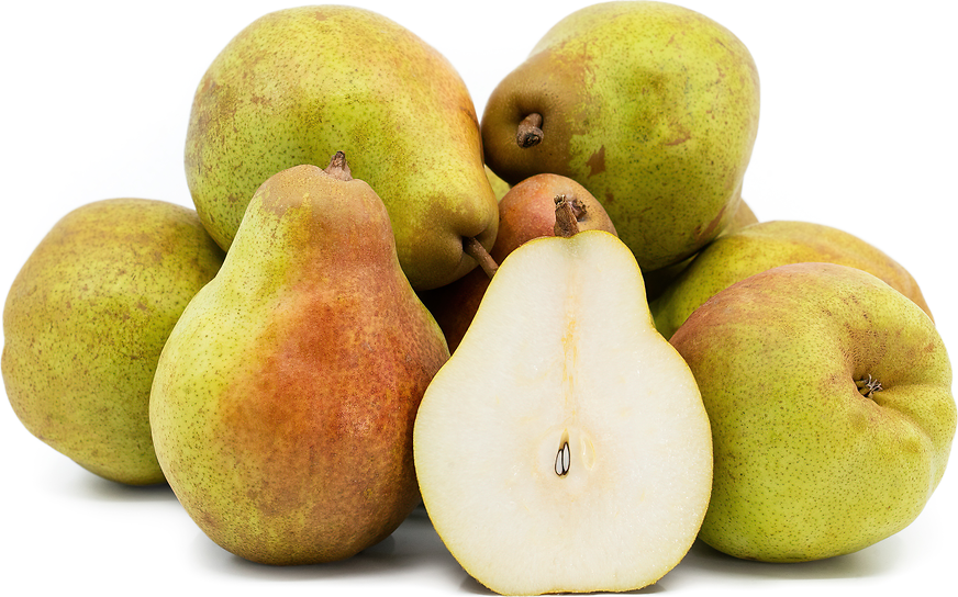 Golden Russet Bosc Pear Information and Facts