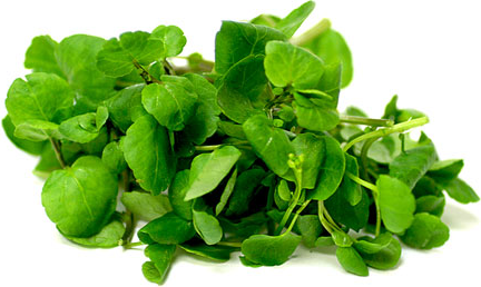 Watercress 101: What Is Cress? (+ Varieties!)