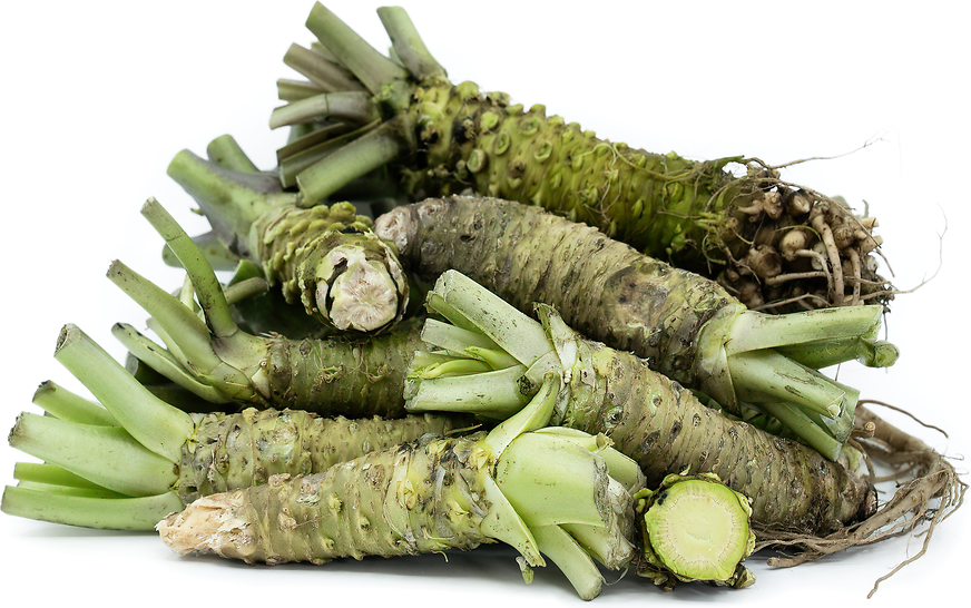Real Wasabi Rhizomes (Root) | Wasabia japonica | Authentic