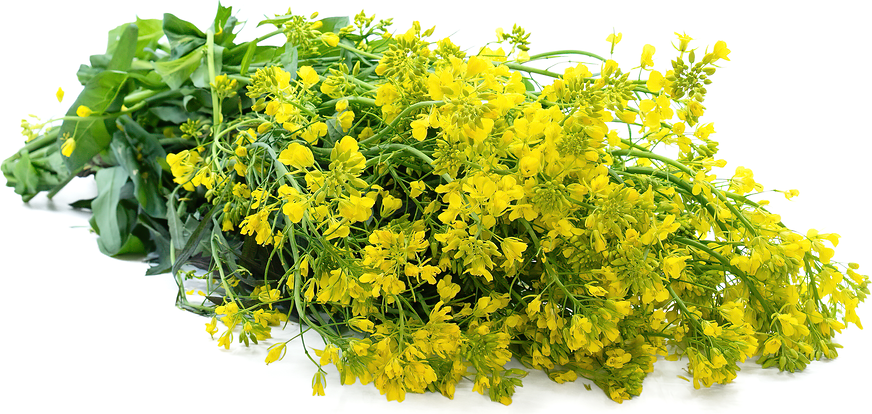 Mustard Flowers Information