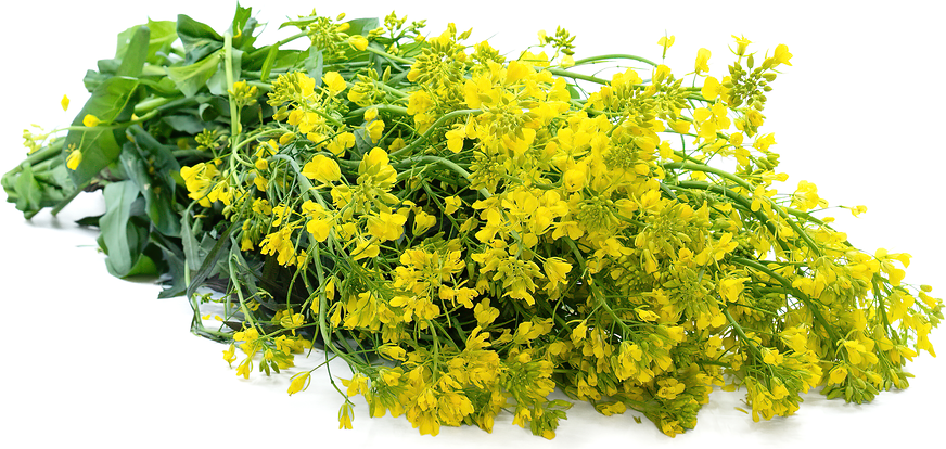 Mustard Flowers Information and Facts