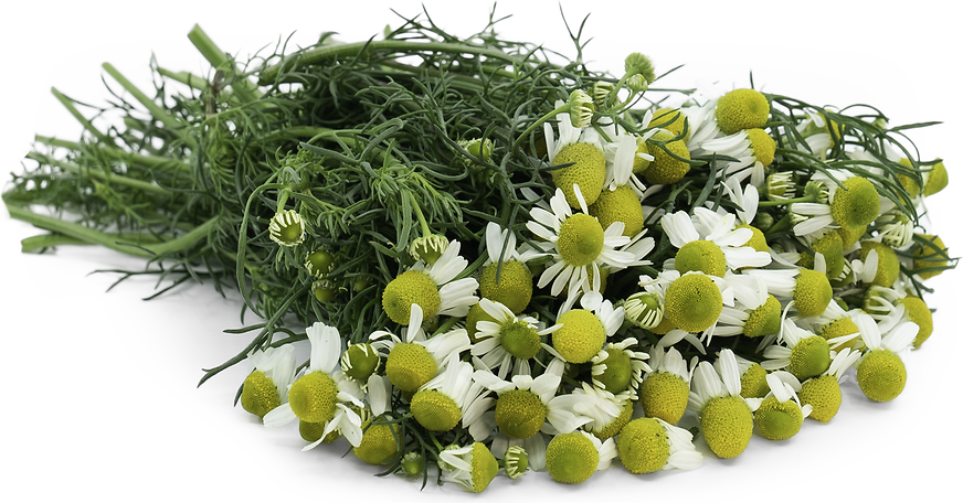 Those friendly-looking yellow flowers? Globe chamomile, an