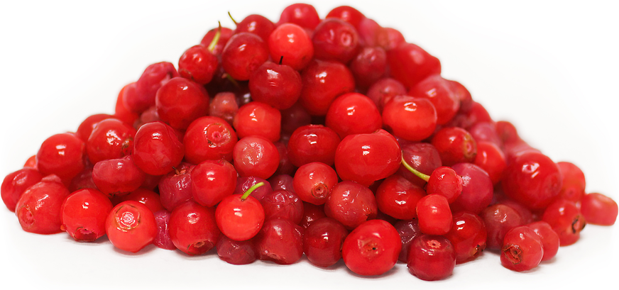 Red Huckle Berries Information and Facts