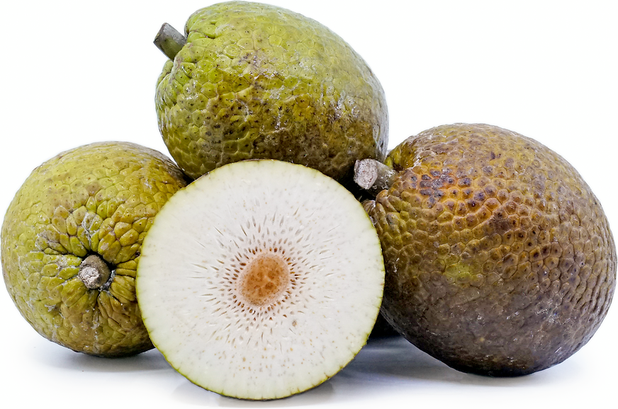 Breadfruit Information and Facts