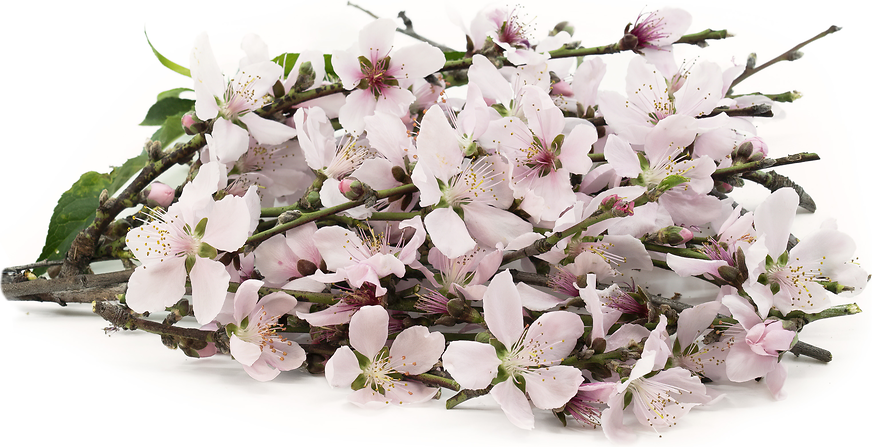 Can you Identify the difference between Cherry Blossom and Peach Blossoms?