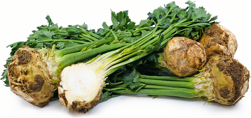 Celery Root Information and Facts