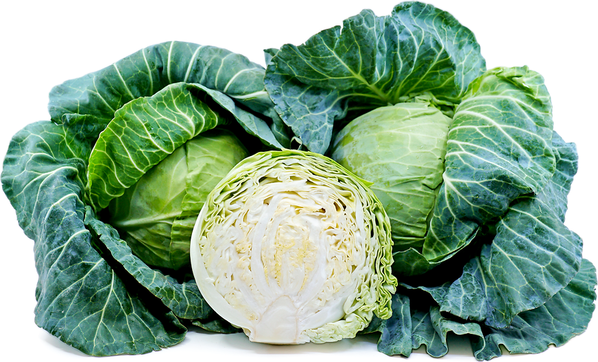 Green Cabbage Information and Facts