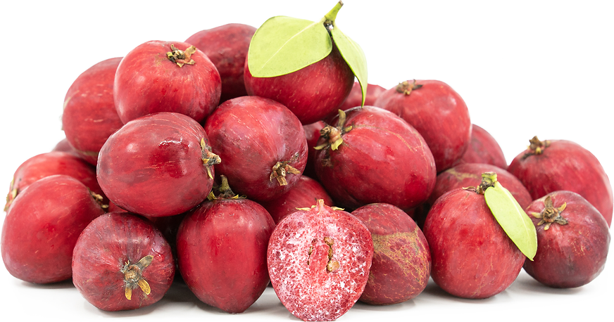 Natal Plums Information and Facts