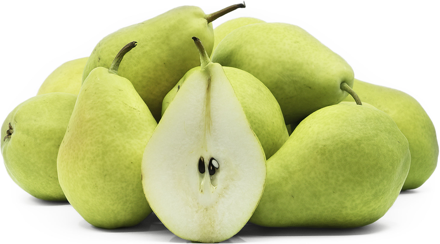 Golden Russet Bosc Pear Information and Facts