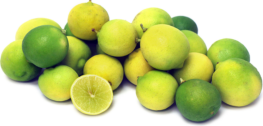 Limes rondes de KOX