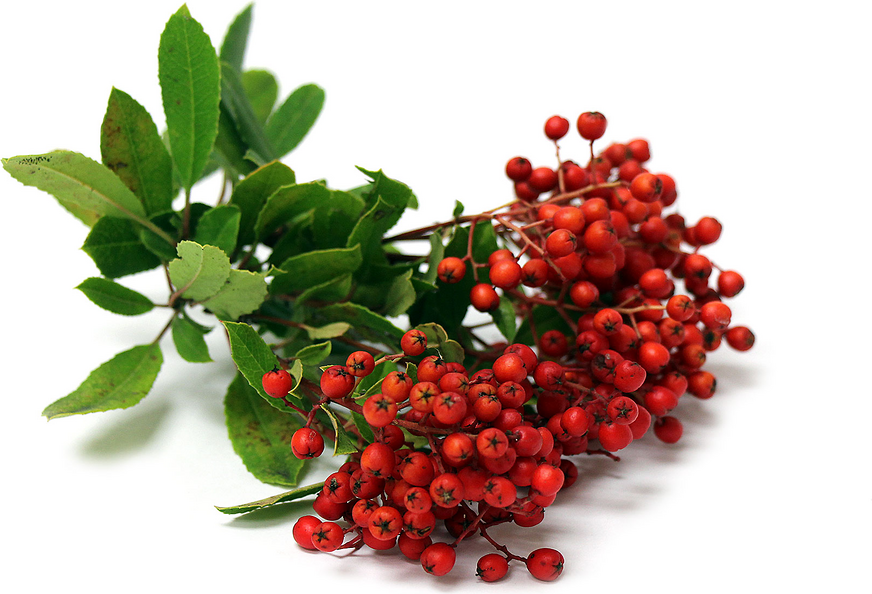 Berries (Toyon) Information and Facts