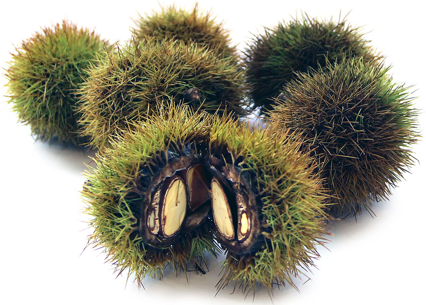 Japanese Chestnuts picture