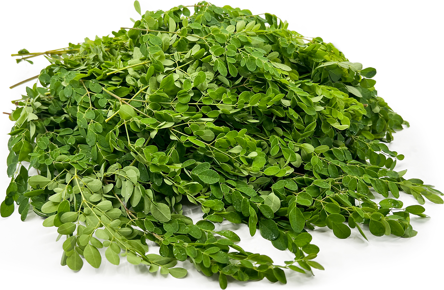 Moringa Leaves Information, Recipes and Facts