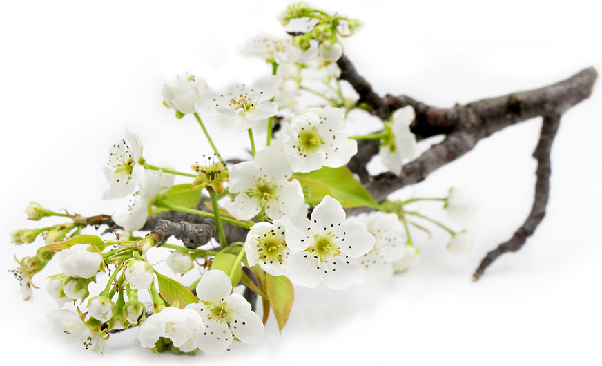 Pear Blossoms picture