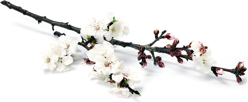 Apricot Blossoms picture