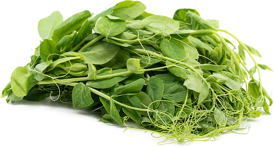 Pea Tendrils picture