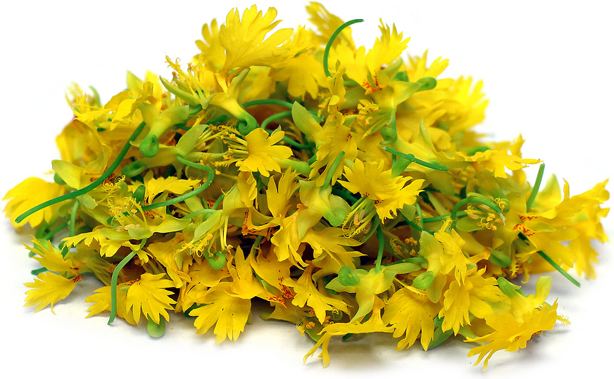 Canary Nasturtium Flowers picture