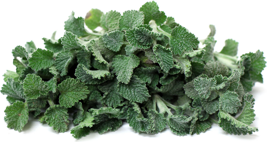 White Horehound picture