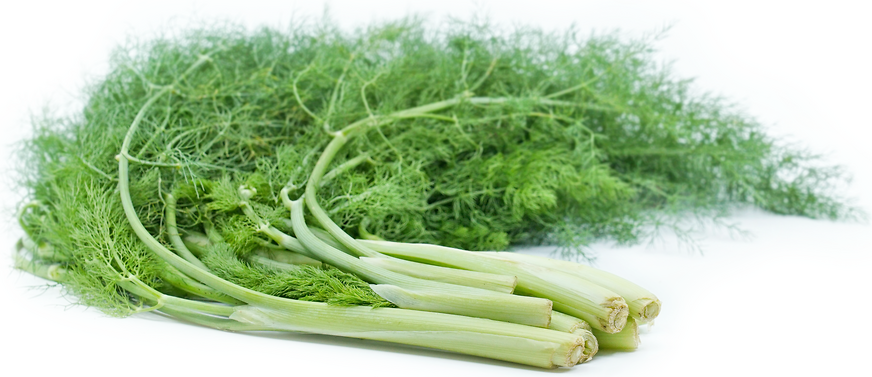 Foraged Wild Fennel picture