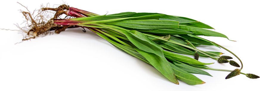 Ribgrass Plantain picture