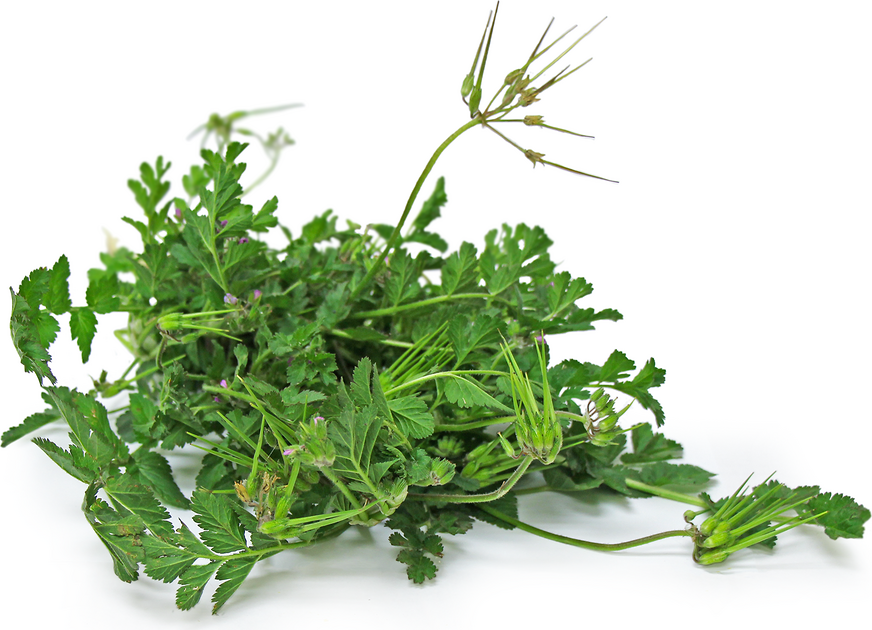 Stork's-Bill picture