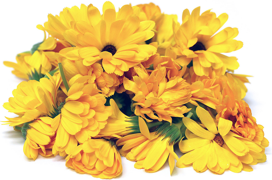 Calendula Flowers Information and Facts